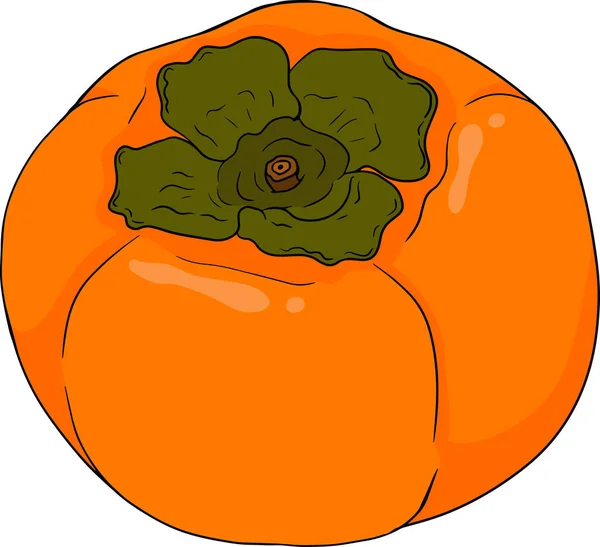 Caqui Dibujado Mano Fruta Ciruela Datilera Color Botánico Dibujos Animados — Vector de stock