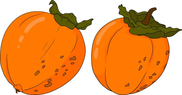 Persimmon Dessiné Main Fruits Prune Date Coloré Botanique Dessin Animé — Image vectorielle