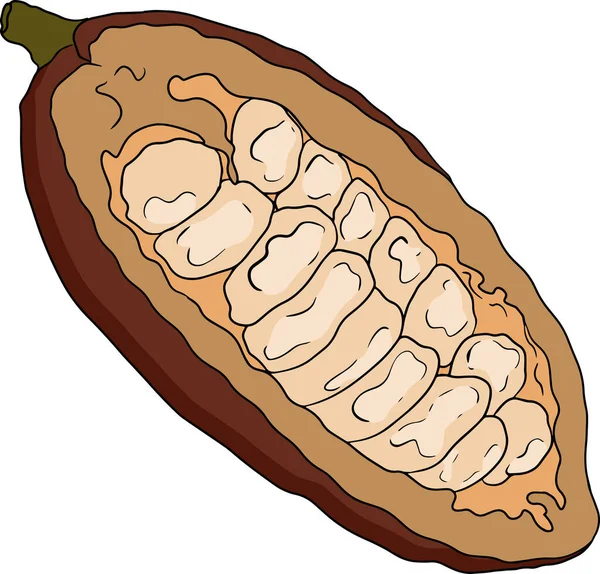 Cacao Granos Chocolate Dibujado Mano Ilustración Vectorial Color Estilo Boceto — Archivo Imágenes Vectoriales