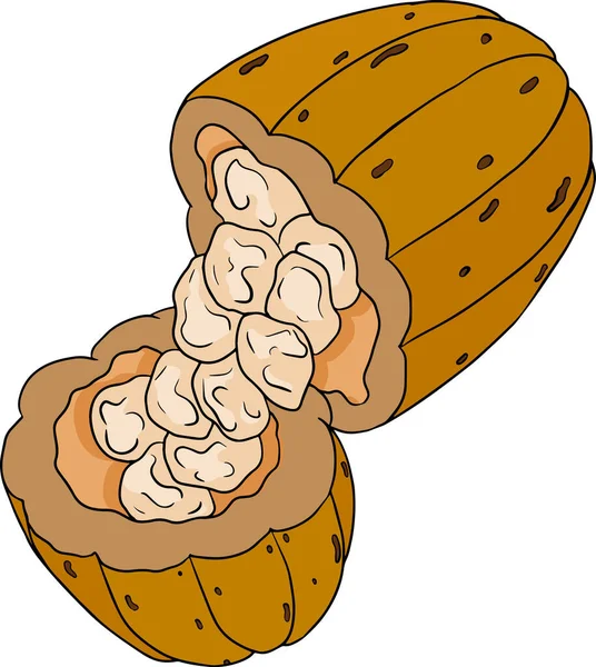 Cacao Fèves Chocolat Dessiné Main Illustration Vectorielle Colorée Est Style — Image vectorielle