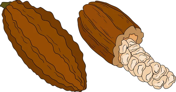 可可豆 巧克力豆手绘彩色矢量画图是素描风格 有机健康食品 是的矢量说明 — 图库矢量图片