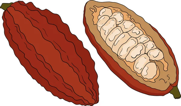 Kakao Schokobohnen Handgezeichnete Farbige Vektorillustration Ist Skizzenstil Gesunde Biologische Lebensmittel — Stockvektor