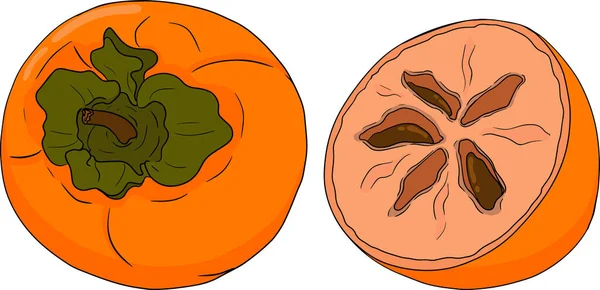 Met Hand Getekende Persimmon Datum Pruimenvruchten Gekleurde Botanische Cartoon Geïsoleerd — Stockvector