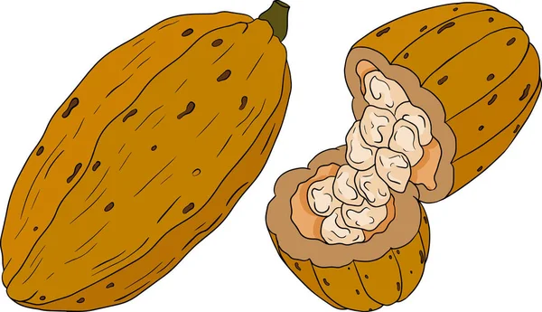 Kakao Chokladbönor Handritade Färgade Vektor Illustration Skiss Stil Ekologisk Hälsosam — Stock vektor