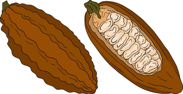 Cacao Cioccolato Fagioli Disegnato Mano Colorato Vettoriale Illustrazione Stile Schizzo — Vettoriale Stock