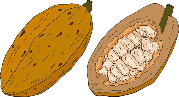 Cacao Chocolade Bonen Met Hand Getekend Gekleurde Vector Illustratie Schets — Stockvector