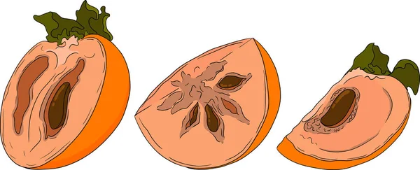 Caqui Dibujado Mano Fruta Ciruela Datilera Color Botánico Dibujos Animados — Archivo Imágenes Vectoriales