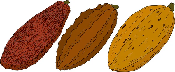 Cacao Granos Chocolate Dibujado Mano Ilustración Vectorial Color Estilo Boceto — Vector de stock