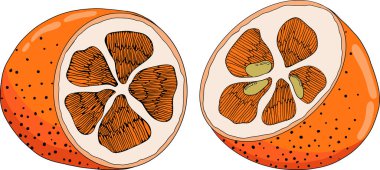 Kumquat, altın mandalina portakal turunçgil meyvesi. El çizimi elementler. Menü, içecek, paket. Vektör illüstrasyonu