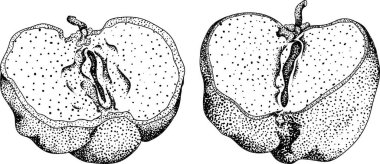 El çizimi kırmızı acerola üzümü, barbados kirazı, Malpighia emarginata. Egzotik süper yiyecekler, meyveler. - Evet. Vektör illüstrasyonu