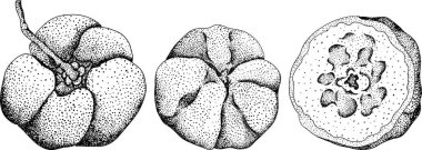 El çizimi kırmızı acerola üzümü, barbados kirazı, Malpighia emarginata. Egzotik süper yiyecekler, meyveler. - Evet. Vektör illüstrasyonu