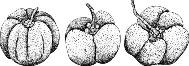 El çizimi kırmızı acerola üzümü, barbados kirazı, Malpighia emarginata. Egzotik süper yiyecekler, meyveler. - Evet. Vektör illüstrasyonu