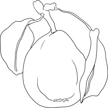 El çizimi, taze armutlar. Renklendirme sayfaları için armut taslak çizimi, etiket, poster, baskı. Vektör illüstrasyonu