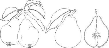 El çizimi, taze armutlar. Renklendirme sayfaları için armut taslak çizimi, etiket, poster, baskı. Vektör illüstrasyonu