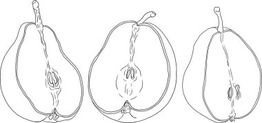 El çizimi, taze armutlar. Renklendirme sayfaları için armut taslak çizimi, etiket, poster, baskı. Vektör illüstrasyonu