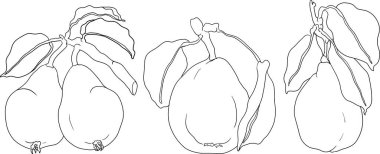 El çizimi, taze armutlar. Renklendirme sayfaları için armut taslak çizimi, etiket, poster, baskı. Vektör illüstrasyonu