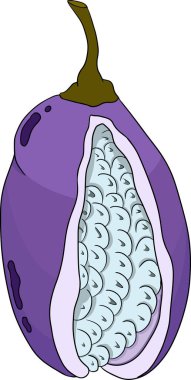 Vektör eli Mor Akebia Akebia quinata çizdi. Akebi egzotik meyve Japon çileği çikolatalı asma çalısı. Vektör illüstrasyonu