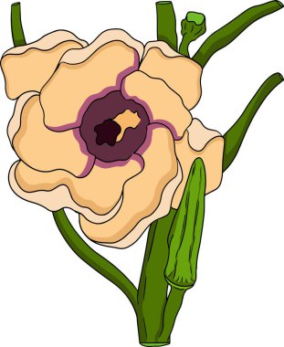 Elle çizilmiş bamya bitkileri, Abelmoschus Esculentus. Renkli eko sağlıklı gıdalar. - Evet. Vektör illüstrasyonu