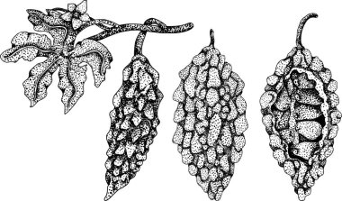 Momordica charantia, elle çizilmiş vektör kabartma çizimi. Alsam armudu, acı kabak, acı kavun, Balsam elması. Vektör illüstrasyonu