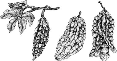 Momordica charantia, elle çizilmiş vektör kabartma çizimi. Alsam armudu, acı kabak, acı kavun, Balsam elması. Vektör illüstrasyonu