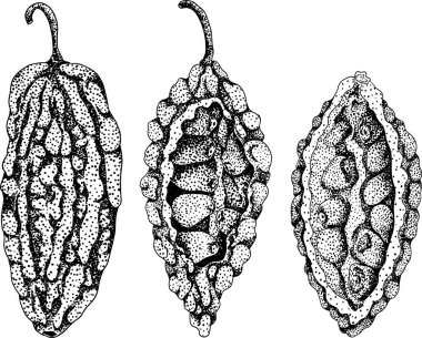 Momordica charantia, elle çizilmiş vektör kabartma çizimi. Alsam armudu, acı kabak, acı kavun, Balsam elması. Vektör illüstrasyonu
