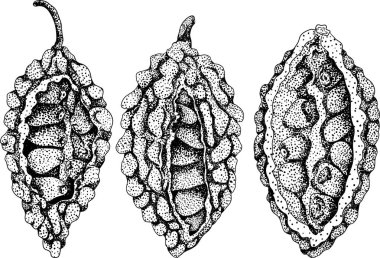 Momordica charantia, elle çizilmiş vektör kabartma çizimi. Alsam armudu, acı kabak, acı kavun, Balsam elması. Vektör illüstrasyonu
