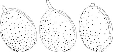 Kumquat, altın mandalina portakal turunçgil meyvesi. El çizimi elementler. Menü, içecek, paket için resim 