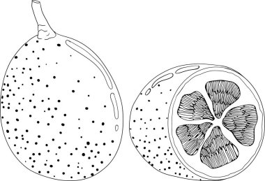 Kumquat, altın mandalina portakal turunçgil meyvesi. El çizimi elementler. Menü, içecek, paket için resim 