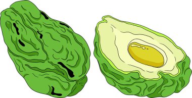 Chayote, Meksika salatalığı vektör renklendirmesi beyaz arka planda izole edilmiş. Organik sağlıklı besleyici süper gıda vegan bileşeni. Vektör illüstrasyonu