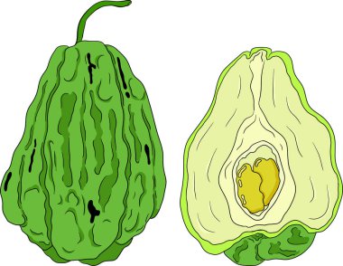 Chayote, Meksika salatalığı vektör renklendirmesi beyaz arka planda izole edilmiş. Organik sağlıklı besleyici süper gıda vegan bileşeni. Vektör illüstrasyonu