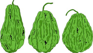 Chayote, Meksika salatalığı vektör renklendirmesi beyaz arka planda izole edilmiş. Organik sağlıklı besleyici süper gıda vegan bileşeni. Vektör illüstrasyonu