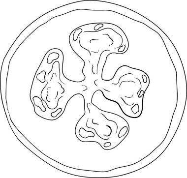 Feijoa sellowiana, ananas guava, guavasteen el çizimi vektör illüstrasyonu. Tropik meyve boyama sayfaları. Vektör illüstrasyonu