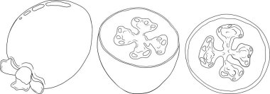 Feijoa sellowiana, ananas guava, guavasteen el çizimi vektör illüstrasyonu. Tropik meyve boyama sayfaları. Vektör illüstrasyonu