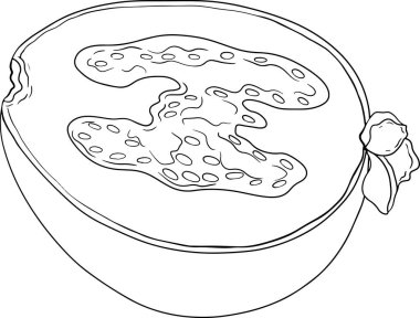Feijoa sellowiana, ananas guava, guavasteen el çizimi vektör illüstrasyonu. Tropik meyve boyama sayfaları. Vektör illüstrasyonu