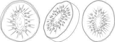 Vektör el çizimi Kiwifruit veya Çin bektaşi üzümü veya yangtaosign. Tropik egzotik meyve. - Evet. Vektör illüstrasyonu