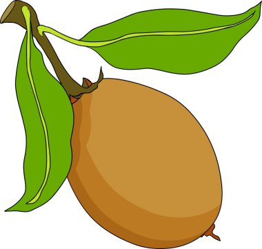 Chiku elementleri. Sapodilla naseberry pouteria renkli meyveler. Egzotik tropikal meyvelerin vektör botanik tasarımı. Vektör illüstrasyonu