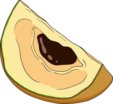 Chiku elementleri. Sapodilla naseberry pouteria renkli meyveler. Egzotik tropikal meyvelerin vektör botanik tasarımı. Vektör illüstrasyonu