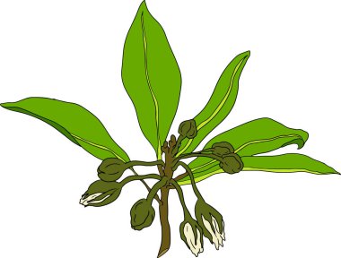 Chiku elementleri. Sapodilla naseberry pouteria renkli meyveler. Egzotik tropikal meyvelerin vektör botanik tasarımı. Vektör illüstrasyonu