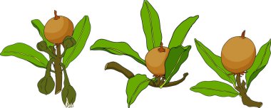 Chiku elementleri. Sapodilla naseberry pouteria renkli meyveler. Egzotik tropikal meyvelerin vektör botanik tasarımı. Vektör illüstrasyonu