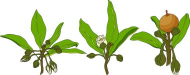 Chiku elementleri. Sapodilla naseberry pouteria renkli meyveler. Egzotik tropikal meyvelerin vektör botanik tasarımı. Vektör illüstrasyonu