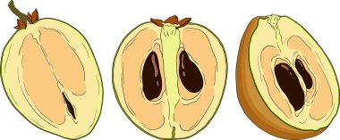 Chiku elementleri. Sapodilla naseberry pouteria renkli meyveler. Egzotik tropikal meyvelerin vektör botanik tasarımı. Vektör illüstrasyonu