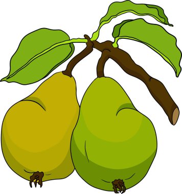 El yapımı, renkli taze armutlar. Etiket, poster, baskı için armut taslak ve renk çizimi. Vektör illüstrasyonu