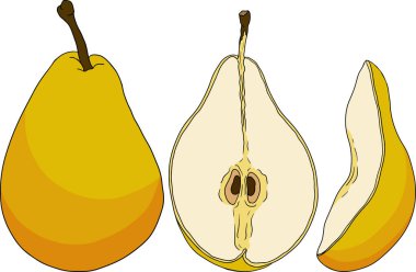 El yapımı, renkli taze armutlar. Etiket, poster, baskı için armut taslak ve renk çizimi. Vektör illüstrasyonu