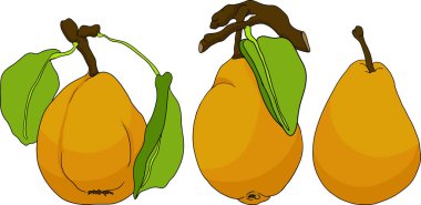 El yapımı, renkli taze armutlar. Etiket, poster, baskı için armut taslak ve renk çizimi. Vektör illüstrasyonu