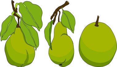 El yapımı, renkli taze armutlar. Etiket, poster, baskı için armut taslak ve renk çizimi. Vektör illüstrasyonu