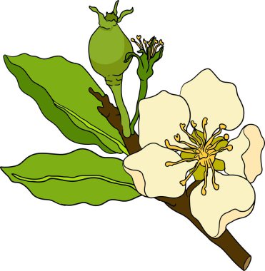 El yapımı, renkli taze armutlar. Etiket, poster, baskı için armut taslak ve renk çizimi. Vektör illüstrasyonu