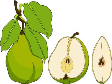 El yapımı, renkli taze armutlar. Etiket, poster, baskı için armut taslak ve renk çizimi. Vektör illüstrasyonu