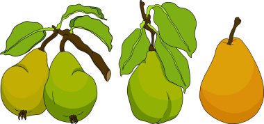 El yapımı, renkli taze armutlar. Etiket, poster, baskı için armut taslak ve renk çizimi. Vektör illüstrasyonu