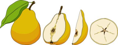 El yapımı, renkli taze armutlar. Etiket, poster, baskı için armut taslak ve renk çizimi. Vektör illüstrasyonu