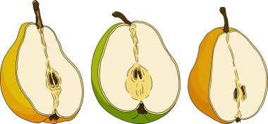 El yapımı, renkli taze armutlar. Etiket, poster, baskı için armut taslak ve renk çizimi. Vektör illüstrasyonu